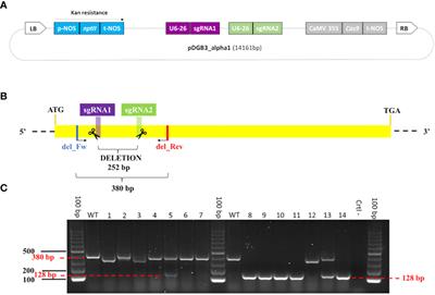 A dual sgRNA-directed CRISPR/Cas9 construct for editing the fruit-specific β-cyclase 2 gene in pigmented citrus fruits